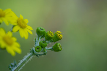 Close-up of beautiful Dahlberg daisy, meadow with wild flowers and green grass. blurred bokeh background, seasonal flora, field