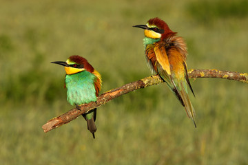 MAle and female of European Bee-eater in mating season, Merops apiaster