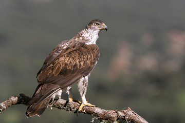 Male of Bonelli´s Eagle photographed at first light of day,  eagles, birds, Aquila fasciata