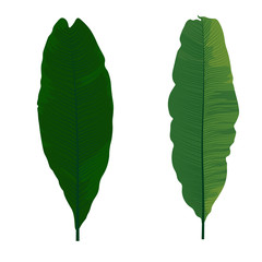 Vector stock illustration tropical leave. 