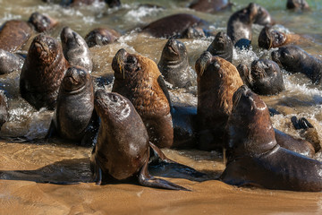 South American sea lion