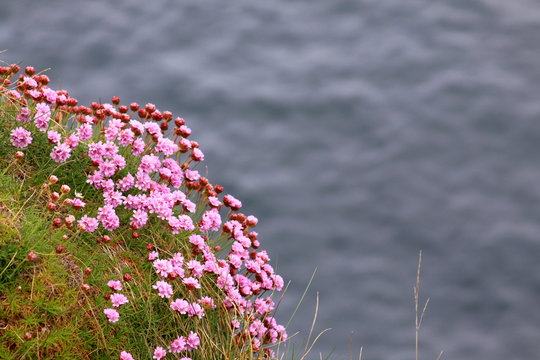 Pink flowers on the sea shore in Ireland