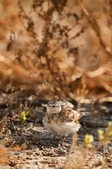 Crested Lark