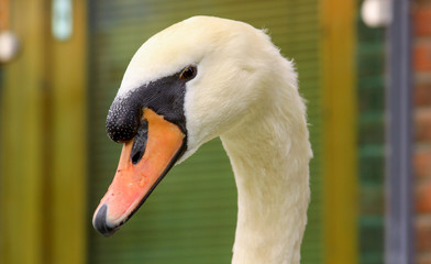 White swan making waves on a lake in Dublin, Ireland