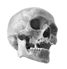 Skull of the person on a white background.