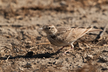 Closeup of Crested Lark