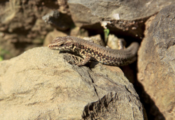Naklejka na ściany i meble Common european wall lizard on rock