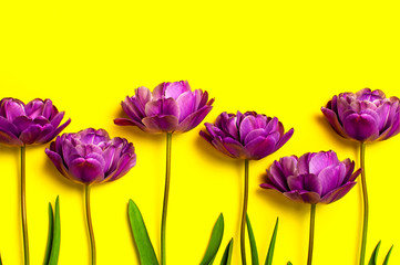 Spring flowers. Lilac purple peony tulips on yellow background. Lovely greeting card with tulips for Mothers day, holiday, birthday, wedding or happy event. Flat lay top view copy space