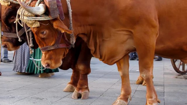 Brown oxen closeup in Las Palmas fair. Traditional celebration event with rural animals in Gran Canaria island, Spain