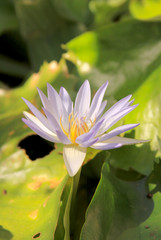Purple tropical water lily in bloom