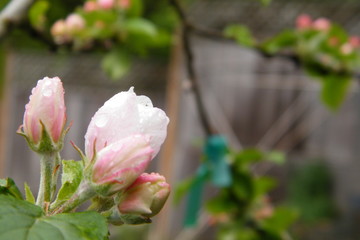 Gloria Mundi Apple Blossoms after a Spring Rain