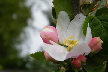 Gloria Mundi Apple Blossoms after a Spring Rain