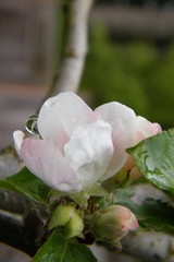 Gloria Mundi Apple Blossoms after a Spring Rain