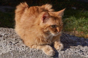 Naklejka na ściany i meble The cat basks in the rays of the autumn sun.