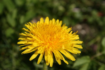 a yellow dandelion in the green grass