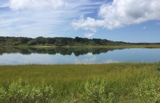 summer salt pond marsh