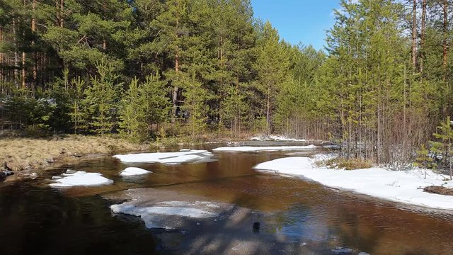 Forest river and floating ice floes. Transient creek in a spring pine forest