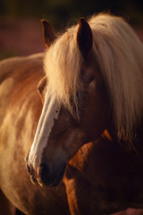 Schwarzwälder in der Heide