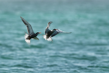 A peir of White-cheeked Terns chasing each other