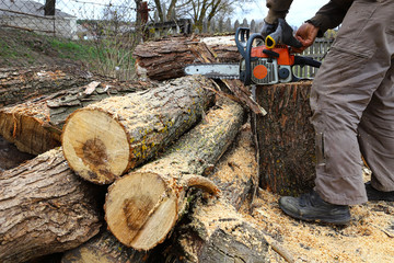 A farmer on his farm saws saws to heat a house in the winter season. Pile of logs for kindling....