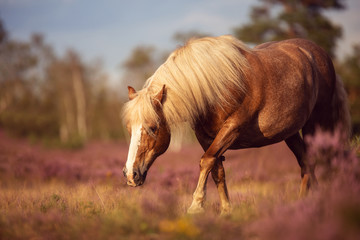 Schwarzwälder in der Heide