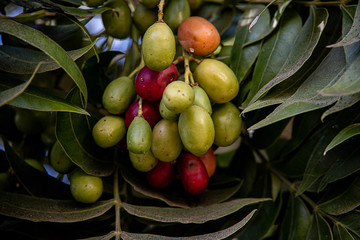  oval fruit green-red plants among the leaves in a natural environment in close-up