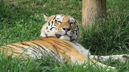 tigre