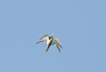 A pair of White-cheeked Terns flying.