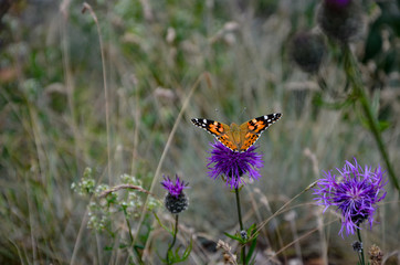 motyl na kwiatku, butterfly on flower