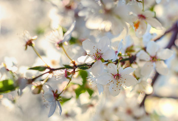Beautiful branch of fruit tree with white flowers over blurred blossoming background on sunny spring day. Close up with selective focus. Fruit's tree blooming.
