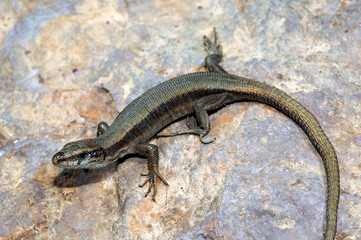 Pyrenean rock lizard / Pyrenäen-Gebirgseidechse (Iberolacerta bonnali)  - Valle de Pineta, Spanien