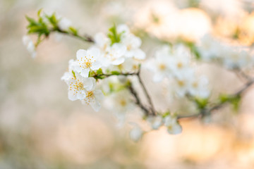 Tree blossom in full bloom. Cherry flowers in small clusters on a fruit tree branch, fading in to white. Shallow depth of field. Focus on center flower cluster. Close-up macro view