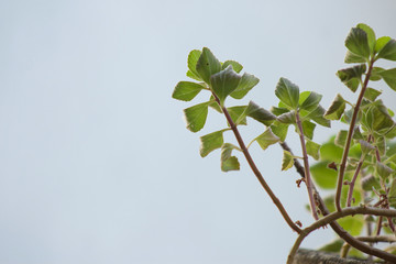 Plants on the pot on the backgarden