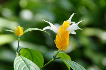 exotic flower growing in a botanical garden on the Spanish island of Tenerife on a summer warm...