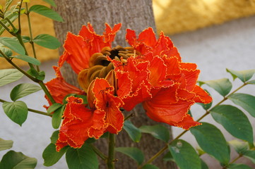 exotic flower growing in a botanical garden on the Spanish island of Tenerife on a summer warm...