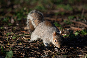 Naklejka na ściany i meble szara wiewiórka w parku 