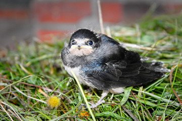 swallow chick on a grass.