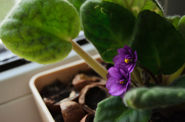 blooms purple flower in a pot on a close-up window