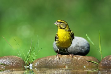 Serinus serinus sitting on stones with grass at a bird's waterhole. Czechia. Europe.