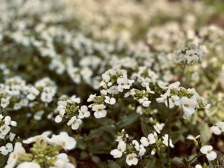 a close-up of spring flowers