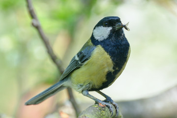 Great tit (Parus major) bears food to the young nest. Czechia. Europe.