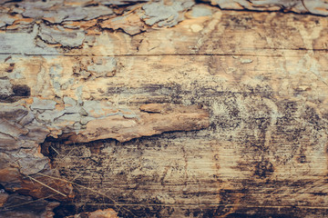 Wood texture. Brown gray background. Coniferous forest. A tree in the forest. Boards. Old tree.