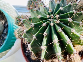 a close-up of cactus on window-sill