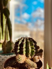 a close-up of cactus on window-sill