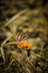 Fototapeta premium butterfly on a flower