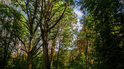 Green deciduous forest, Europe