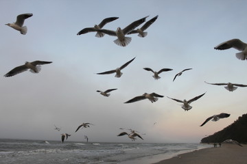 seagulls on the beach