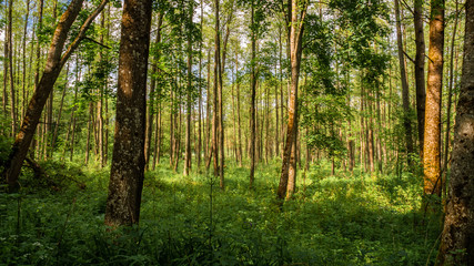 Fototapeta na wymiar Green deciduous forest, Europe