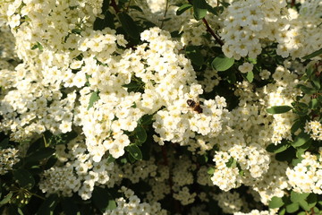 Biene sammelt Pollen auf wei&szlig;en Bl&uuml;ten