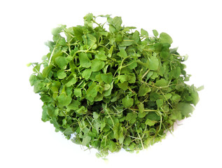 Fototapeta na wymiar Leafy vegetable- Chickweed. Scientific name- Stellaria media. It is edible and nutritious and is used as a leafy vegetable, often raw in salads. It has medicinal properties and used in folk medicine.